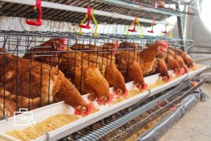 Se busca personal para granja de pollo y para cuidar finca